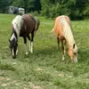 Caleb Denney - @caleb.denney4 - TikTok