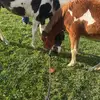 calebdenney41 - @caleb.denney0 - TikTok