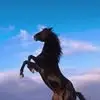 Caleb Dennis - @caleb.dennis65 - TikTok
