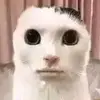 Caleb.dizon - @caleb.dizon4 - TikTok