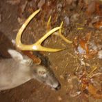 Caleb Downs - Facebook