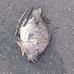 Caleb Engstrom - Facebook