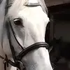 Caleb - @calebfry1496 - TikTok