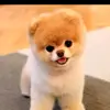 caleb_123 - @calebfuentes804 - TikTok