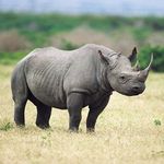 Summer Rich + Caleb Gamble - @savetheblackrhinos_ - Instagram