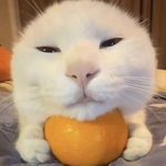 Caleb garner - @goosebaills - Instagram