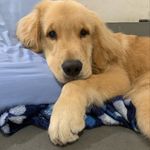 Caleb - @caleb_golden.retriever - Instagram