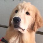 Caleb Golden Retriever - @caleb_goldenretriever - Instagram