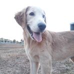 Caleb The Golden - Facebook