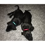 Caleb & Grace - @caleb.grace.pup - Instagram