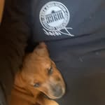 Caleb Graff - @bubbagraff - Instagram