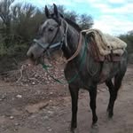 Caleb Guzmán - @calebguzman70 - Instagram
