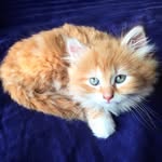 Caleb =^.^= - @caleb_red_haired - Instagram