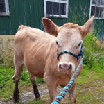 caleb hanna - @rideau_valley_farm - Instagram
