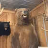 calebharris766 - @calebharris766 - TikTok