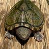 Caleb Hodge - @caleb.hodge3 - TikTok