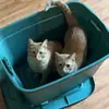 Caleb Holman - @caleb.holman - TikTok