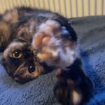 Caleb Horrocks - @theh0rr0ckscats - Instagram