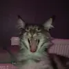 Caleb Horrocks - @caleb.horrocks0 - TikTok
