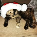 Caleb Horrocks - @thehorrockscats - Instagram