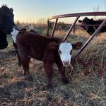 Caleb Hubbell - @hubbell_farms - Instagram