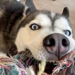 Caleb - @huskeyrescue_caleb - Instagram