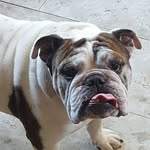 Caleb Lamb - @princehenrystout - Instagram