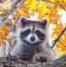 Caleb Massey - Facebook