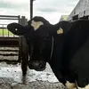 calebmast_ - @calebmast_ - TikTok