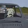 BOBO CRANBERRY - @caleb.max - TikTok