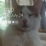 Caleb McCray - @bigboycatandlitlcat - Instagram