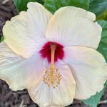 Caleb McCrillis - @lost_in_daclouds - Instagram