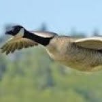 Caleb McDonough - @waterfowl_killer6251 - Instagram