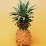 Caleb McDougall - @hawaiianguy0 - Instagram