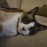 Caleb McMahon - @scootcaleb - Instagram