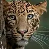 Caleb McNeil - @caleb.mcneil - TikTok