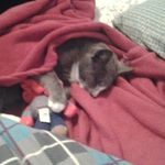 Caleb Meredith - @bobnoob311 - Instagram