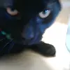 calebminnick09 - @thorthecat1297 - TikTok