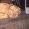 calebmoody - @churchisapuppy - TikTok