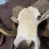 Caleb🦌 - @calebmorton61 - TikTok
