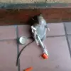 ZZZ - @calebmowery449 - TikTok