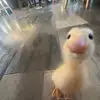 calebsmuse - @calebsmuse - TikTok