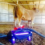 Caleb Nixon - @two_threes_livestocks - Instagram