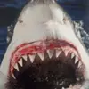 caleboakley.diabetes - @caleboakley.diabetes - TikTok