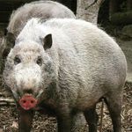 Caleb O'Dell - @caleb_odeli - Instagram