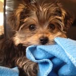 Caleb Pace - @omeletbro - Instagram