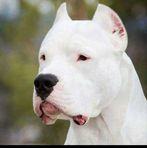Caleb Pacheco - Facebook