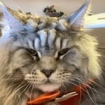 Caleb & Pandi Maine Coon - @calebpandimainecoon - Instagram