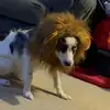 Caleb Pena - @caleb.pena1 - TikTok
