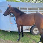 Caleb Perry - @circlepstables - Instagram